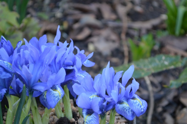 Iris histrioides 'Lady Beatrix Stanley'.