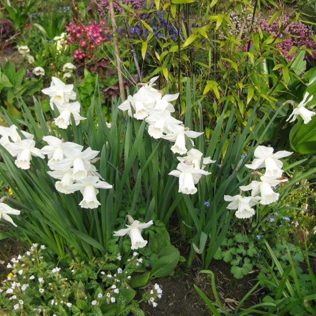 Pulmonaria 'Sissinghurst White' with Narcissus 'Mount Hood'