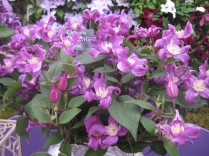 Taylor's . A lovely herbaceous Clematis.