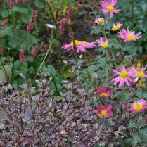 Chrysanthemum 'Suffolk Pink'