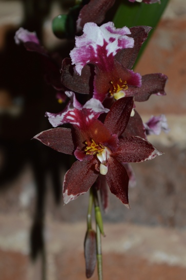 x Cambria orchid