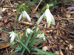 My Green tipped Galanthus